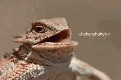 Lizard GIF