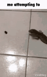 Lizard Attempting To Catch Insect Meme GIF
