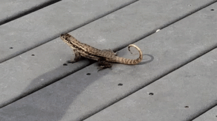 Lizard Bouncing Up And Down GIF