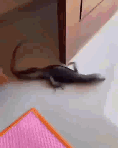 Lizard Crawling Next To Pink Towel GIF