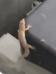 Lizard Dancing In The Corner Of A Surface GIF