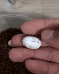 Lizard Egg Laying King GIF