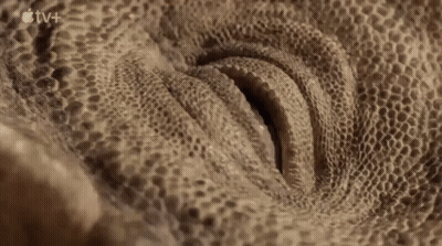 Lizard Eye Close Up With Apple TV+ Logo GIF