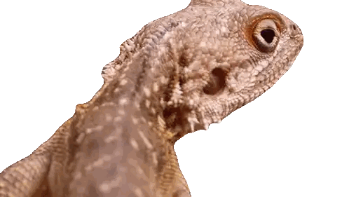Lizard Head Close Up Sticker