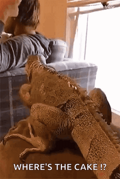 Lizard Laying On Couch Next To Man GIF