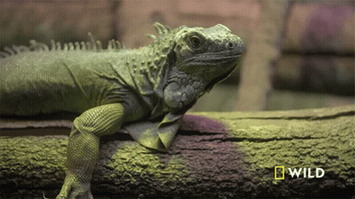 Lizard Laying On Log With National Geographic Logo GIF