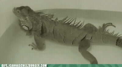 Lizard Laying GIF