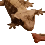 Lizard Looking At Something Sticker