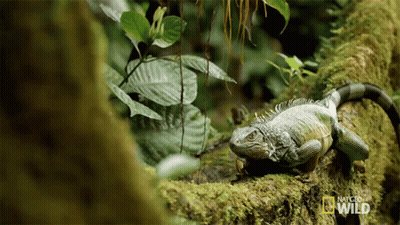 Lizard On Mossy Tree Branch National Geographic Wild GIF