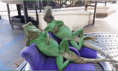 Lizard Reptile Dysfunction GIF