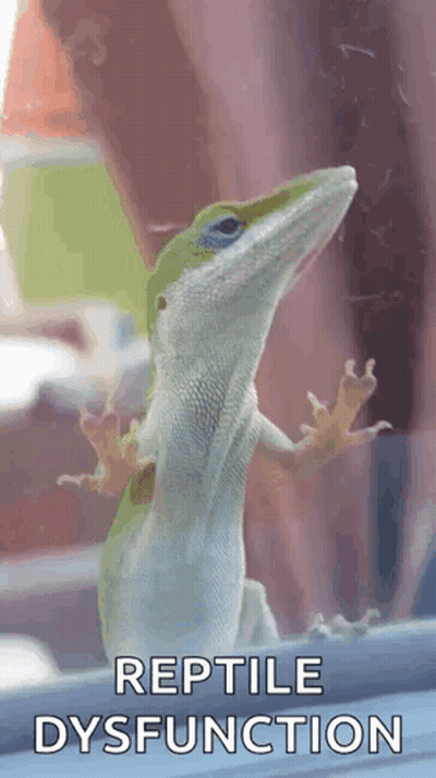 Lizard Reptile Dysfunction GIF