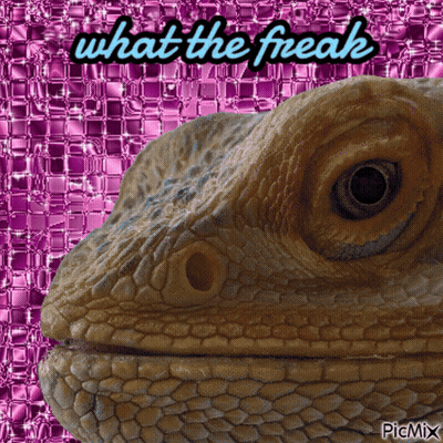 Lizard Saying What The Freak GIF