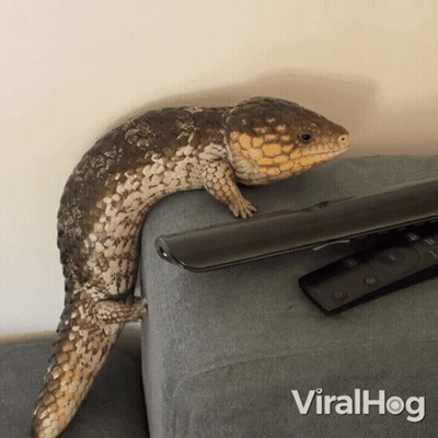 Lizard Sitting Next To Viralhog Remote GIF