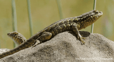 Lizard Sitting On Rock GIF