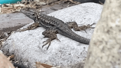 Lizard Sitting On Rock Next To Tree GIF