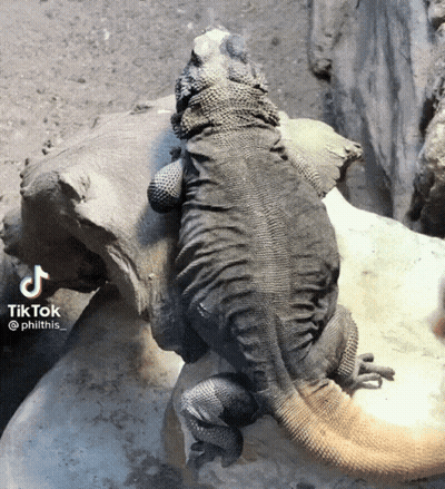 Lizard Sitting On Rock With TikTok Watermark GIF