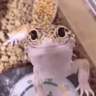 Lizard Sitting On Scale GIF