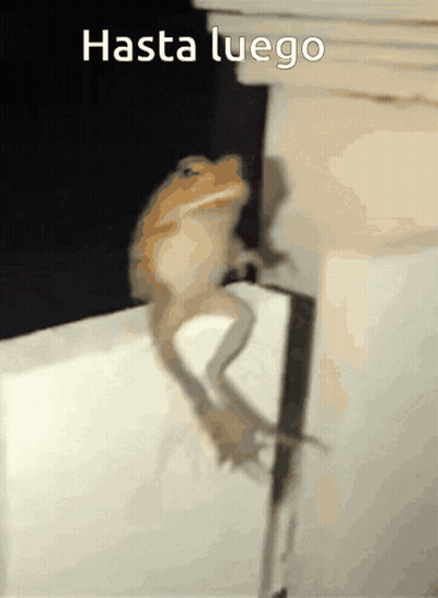Lizard Sitting On Wall Hasta Luego GIF