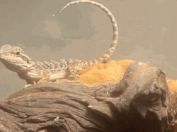 Lizard Sunbathing Curved Tail GIF