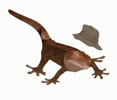 Lizard Wearing Hat GIF