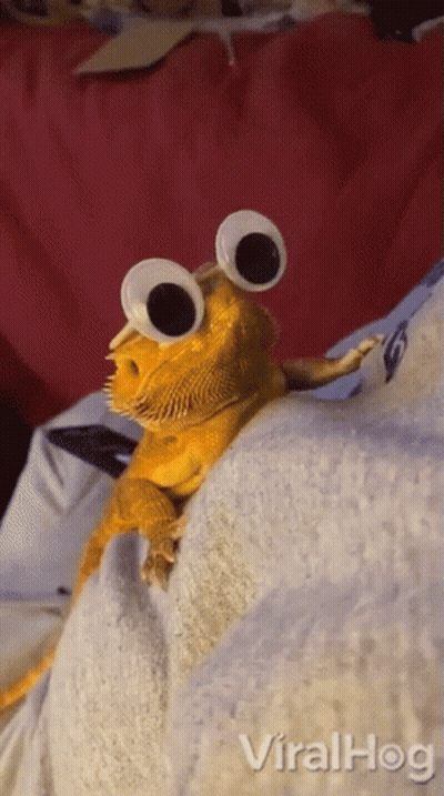 Lizard With Googly Eyes Sitting On Bed GIF