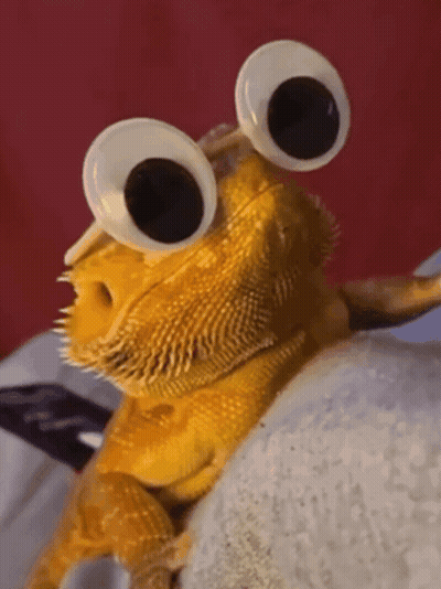 Lizard With Googly Eyes Sitting On Blanket GIF