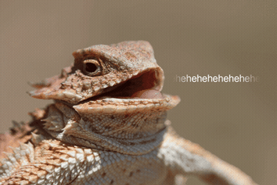 Lizard With Mouth Open Saying Eh GIF