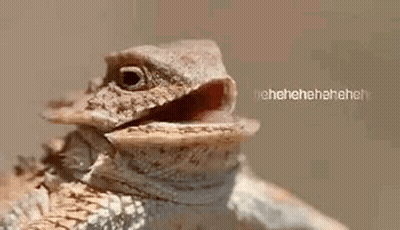 Lizard With Open Mouth GIF