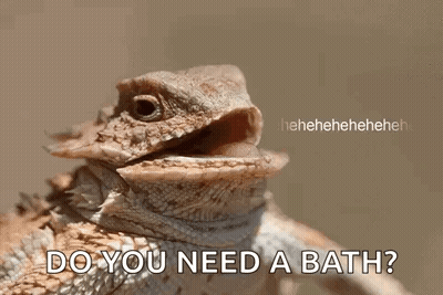 Lizard With Open Mouth Do You Need A Bath GIF