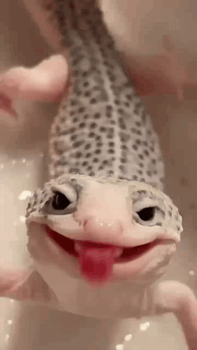 Lizard With Tongue Out GIF