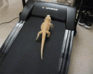 Lizard Working Out In Treadmill GIF