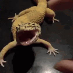 Lizard GIF