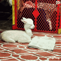 Llama Alpaca Sleep GIF