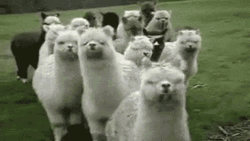 Llama Attack Angry GIF