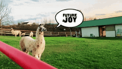 Llama Future Joy GIF