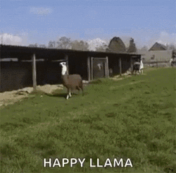 Llama Happy Jumping GIF