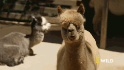 Llama On Wild GIF