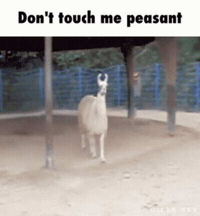 Llama Saying Don't Touch Me Peasant GIF