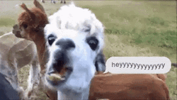Llama Shouting Hey GIF