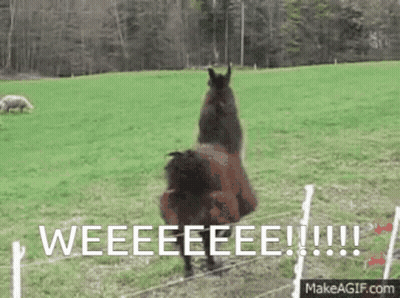 Llama Standing On Hind Legs Weee GIF