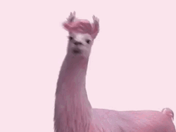Llama Waving Head GIF