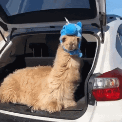 Llama Wearing Costume GIF