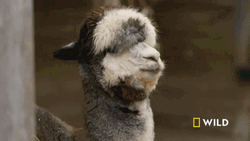 Llama Wild Channel GIF