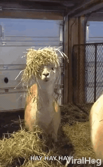 Llama With Hay On Head And Viralhog GIF