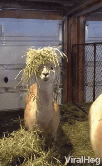 Llama With Hay On Head Viralhog GIF