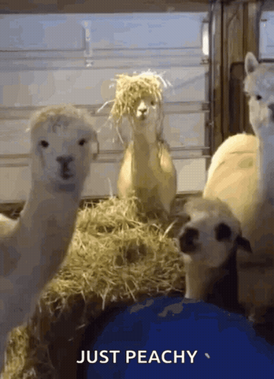 Llamas Beside Hay Saying Just Peachy GIF