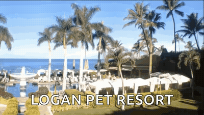 Logan Pet Resort With Palm Trees GIF