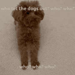 Lola Miss Lola GIF