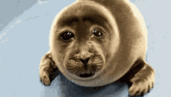 Lonely And Crying Seal GIF