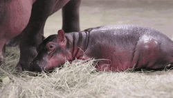 Lonely Baby Hippo GIF